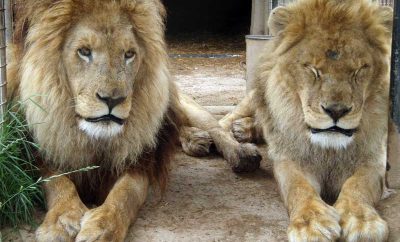Mansfield Zoo